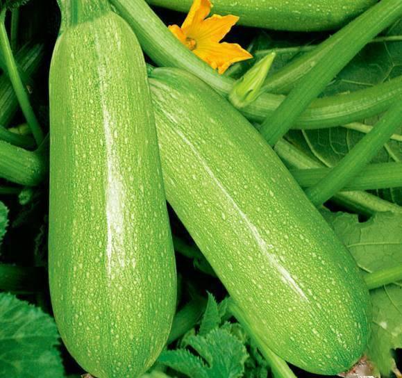 网红瓜太熟可以吃吗视频,口感与营养大揭秘  第3张